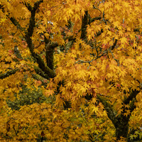 Buy canvas prints of Yellow acer tree in its autumn colors by Joy Walker