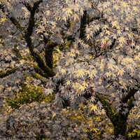 Buy canvas prints of An acer tree with an artistic color rendering by Joy Walker