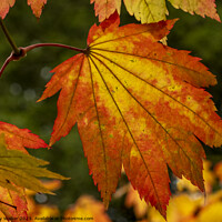Buy canvas prints of Maple leaves as they change color in the fall sunshine by Joy Walker