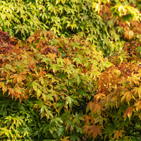 Buy canvas prints of Acer leaves in the fall by Joy Walker