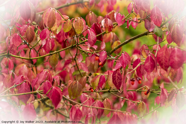 Red Euonymus leaves Picture Board by Joy Walker