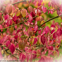 Buy canvas prints of Red Euonymus leaves by Joy Walker