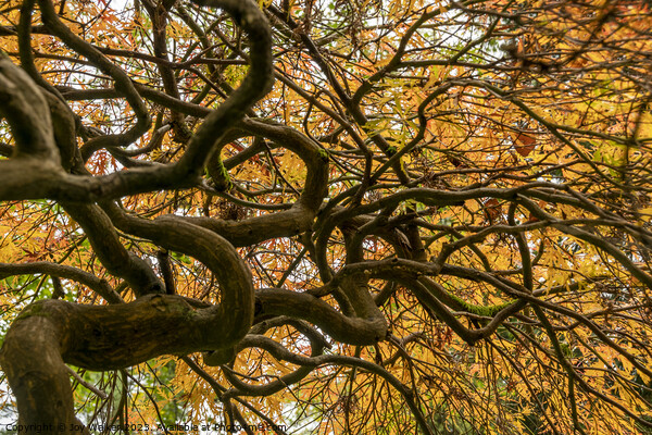 An acer tree,looking up into the canopy  Picture Board by Joy Walker