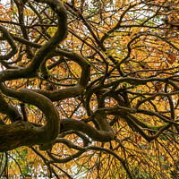 Buy canvas prints of An acer tree,looking up into the canopy  by Joy Walker