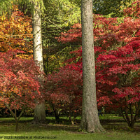 Buy canvas prints of Acer trees in a woodland setting with all their vibrant colors of fall by Joy Walker