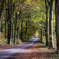 Buy canvas prints of A road through a forest by Joy Walker
