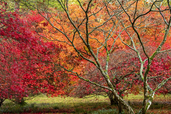 Two red acer trees in the autumn colors Picture Board by Joy Walker