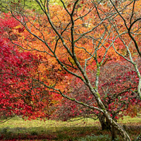 Buy canvas prints of Two red acer trees in the autumn colors by Joy Walker