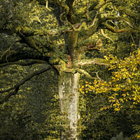 Buy canvas prints of An oak tree bathed in sunlight by Joy Walker