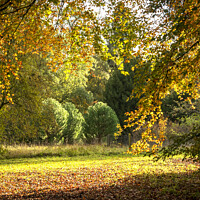 Buy canvas prints of A woodland view in the fall sunshine by Joy Walker