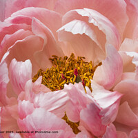 Pink Peony Close-Up Flora