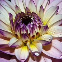 Buy canvas prints of Dahlia flower,single bloom by Joy Walker