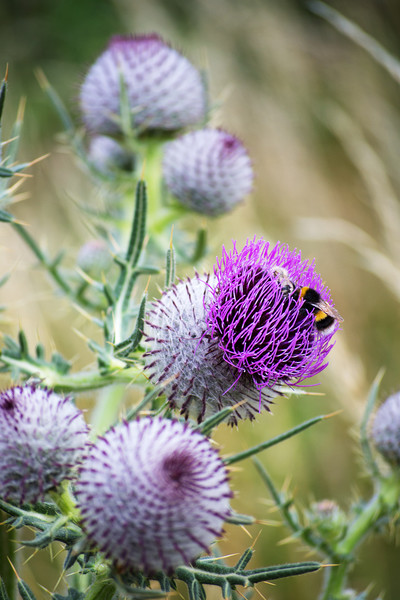 Two Bees on a large Thistle flower head Picture Board by Joy Walker
