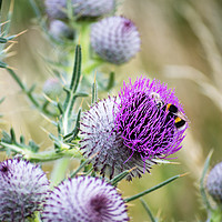 Buy canvas prints of Two Bees on a large Thistle flower head by Joy Walker