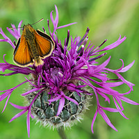 Buy canvas prints of Small Skipper Butterfly resting on Knapweed flower by Joy Walker