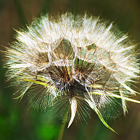 Buy canvas prints of Close-up of a Seedhead by Joy Walker