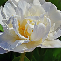 Buy canvas prints of Tulip flower in full bloom by Joy Walker
