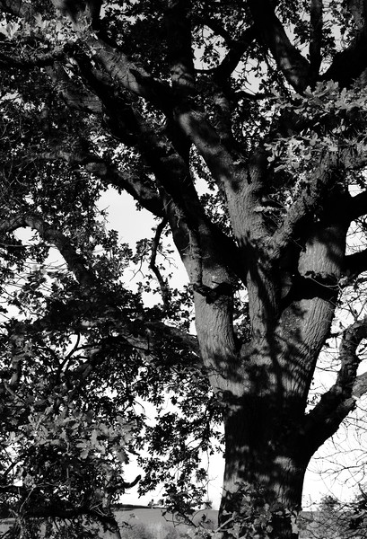 Oak tree in the landscape Picture Board by Joy Walker