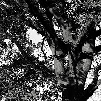 Buy canvas prints of Oak tree in the landscape by Joy Walker