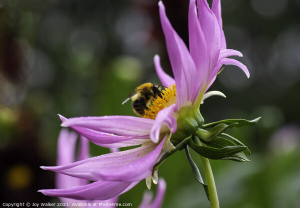 A close up of a Dahlia flower with a bee Picture Board by Joy Walker