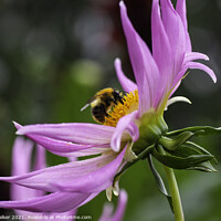 Buy canvas prints of A close up of a Dahlia flower with a bee by Joy Walker