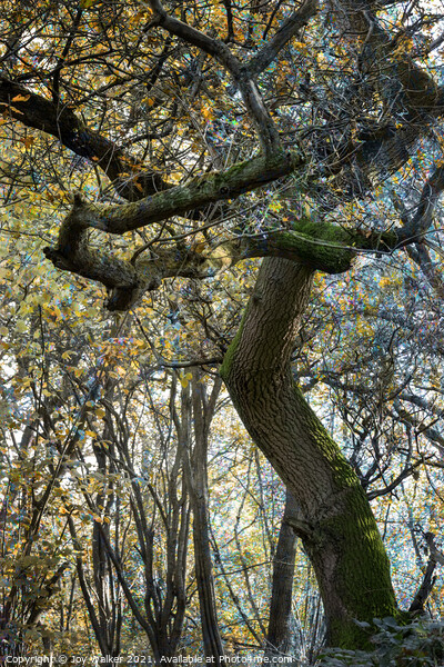 A mature Oak tree Picture Board by Joy Walker