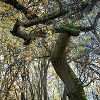 Buy canvas prints of A mature Oak tree by Joy Walker