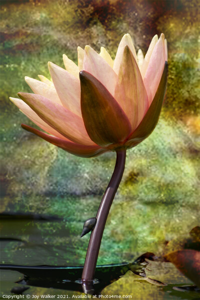 Water Lily   Picture Board by Joy Walker