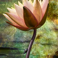 Buy canvas prints of Water Lily   by Joy Walker