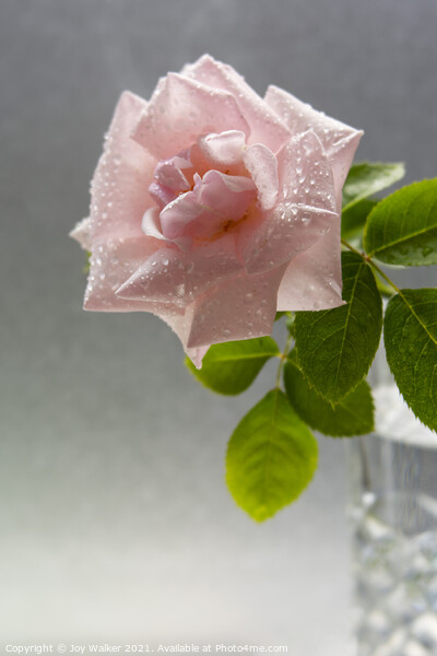 A single pink rose with water droplets in a vase Picture Board by Joy Walker