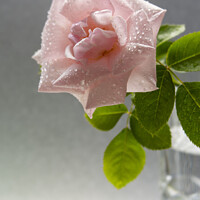 Buy canvas prints of A single pink rose with water droplets in a vase by Joy Walker