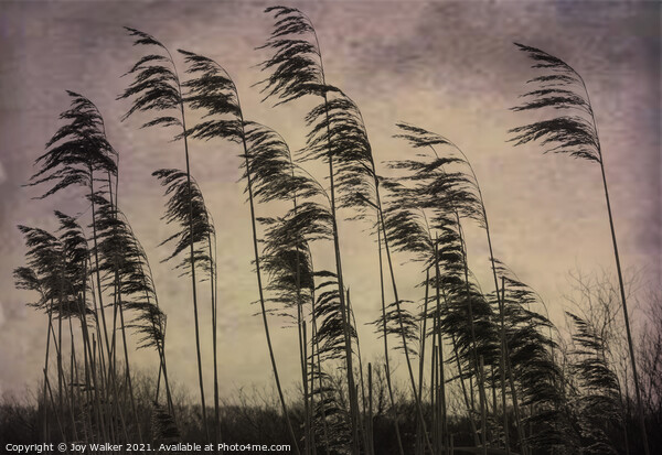 Tall reed grasses on a river bank near Oxford, blowing in the wind Picture Board by Joy Walker