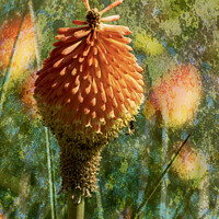 Buy canvas prints of The Red Hot Poker flower by Joy Walker