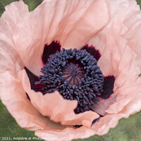 Buy canvas prints of A single pink garden poppy by Joy Walker