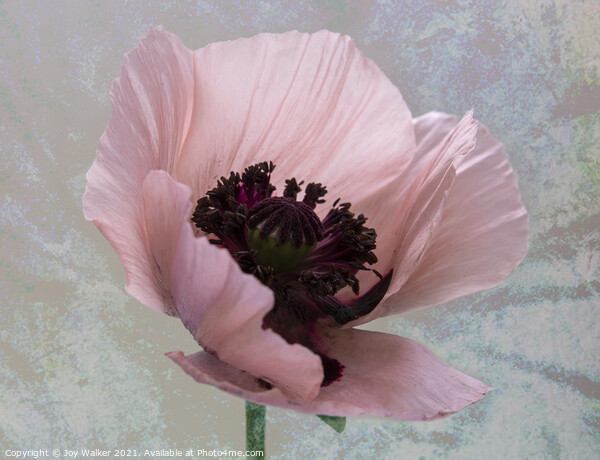 A single pink poppy Picture Board by Joy Walker