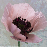 Buy canvas prints of A single pink poppy by Joy Walker