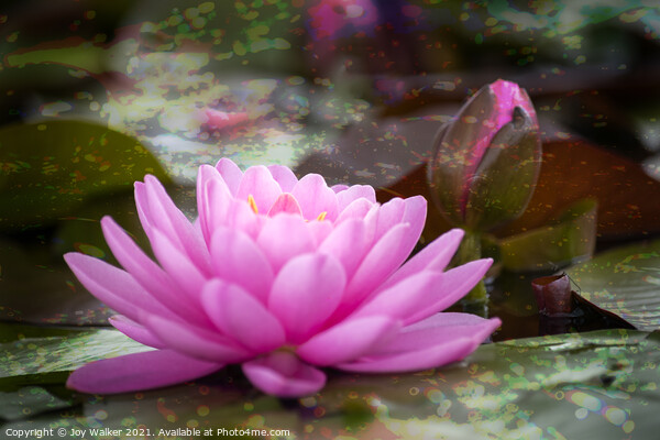 A Single Pink Water Lily Bloom  Picture Board by Joy Walker