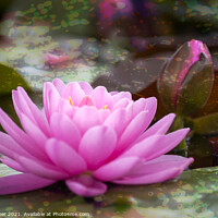 Buy canvas prints of A Single Pink Water Lily Bloom  by Joy Walker