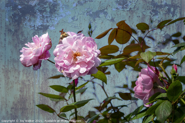 A large pink rose flowering  Picture Board by Joy Walker