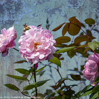 Buy canvas prints of A large pink rose flowering  by Joy Walker