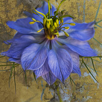 Buy canvas prints of A single Nigella flower  by Joy Walker