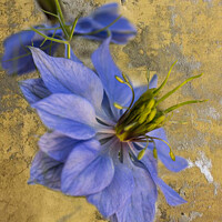 Buy canvas prints of A single Nigella flower by Joy Walker
