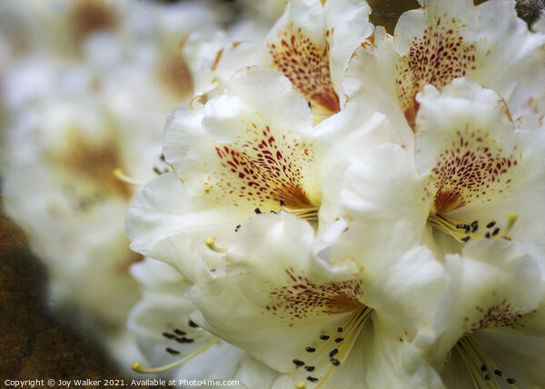 Rhododendron Maharani flower head Picture Board by Joy Walker