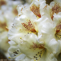 Buy canvas prints of Rhododendron Maharani flower head by Joy Walker