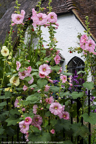 A thatched cottage with Hollyhock flowers  Picture Board by Joy Walker