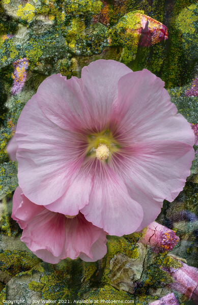 A Hollyhock flower in close-up Picture Board by Joy Walker