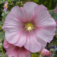 Buy canvas prints of A Hollyhock flower in close-up by Joy Walker