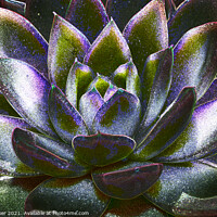 Buy canvas prints of Sempervivum plant by Joy Walker