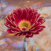 Buy canvas prints of  A single pink Gerbera flower by Joy Walker