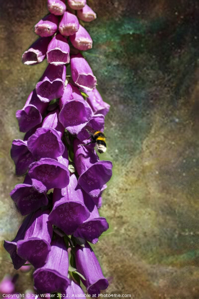 A single foxglove flower with a bee Picture Board by Joy Walker